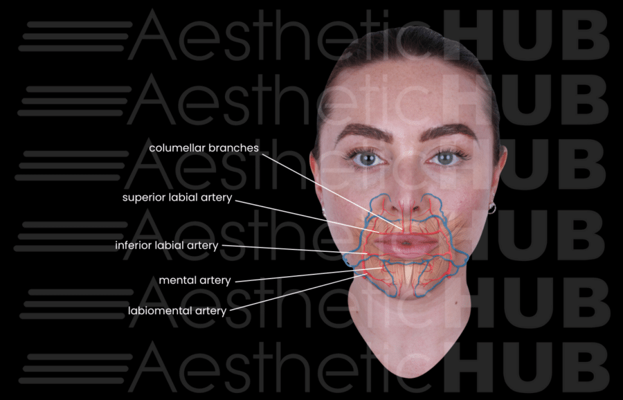 Master Lip Anatomy for Fillers: Inject Better & Grow Your Practice